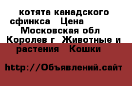 котята канадского сфинкса › Цена ­ 7 000 - Московская обл., Королев г. Животные и растения » Кошки   